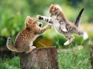 Animals_Cats_Playing_Kitten_015901_